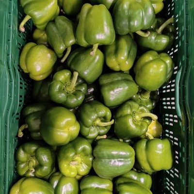 PAPRIKA GROEN UGLY 10 kg